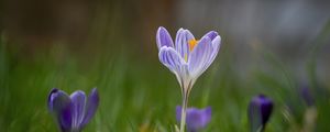 Preview wallpaper crocus, flower, petals, grass, purple