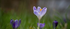 Preview wallpaper crocus, flower, petals, grass, purple