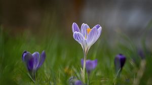 Preview wallpaper crocus, flower, petals, grass, purple