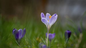 Preview wallpaper crocus, flower, petals, grass, purple