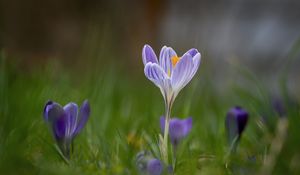 Preview wallpaper crocus, flower, petals, grass, purple