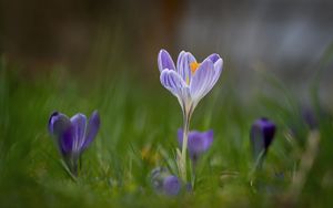 Preview wallpaper crocus, flower, petals, grass, purple