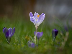 Preview wallpaper crocus, flower, petals, grass, purple