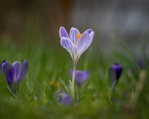 Preview wallpaper crocus, flower, petals, grass, purple