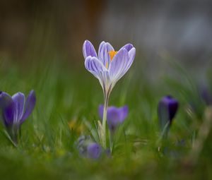 Preview wallpaper crocus, flower, petals, grass, purple