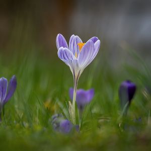 Preview wallpaper crocus, flower, petals, grass, purple