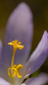 Preview wallpaper crocus, flower, petals, close-up, yellow, lavender