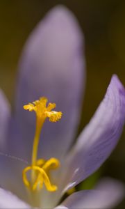 Preview wallpaper crocus, flower, petals, close-up, yellow, lavender