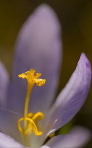 Preview wallpaper crocus, flower, petals, close-up, yellow, lavender