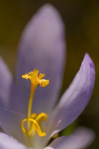 Preview wallpaper crocus, flower, petals, close-up, yellow, lavender