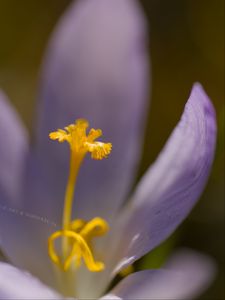 Preview wallpaper crocus, flower, petals, close-up, yellow, lavender