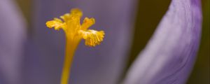Preview wallpaper crocus, flower, petals, close-up, yellow, lavender