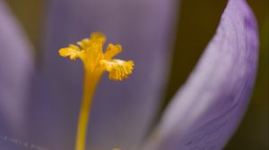Preview wallpaper crocus, flower, petals, close-up, yellow, lavender