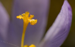 Preview wallpaper crocus, flower, petals, close-up, yellow, lavender