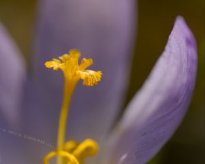 Preview wallpaper crocus, flower, petals, close-up, yellow, lavender