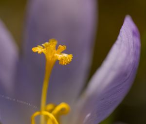 Preview wallpaper crocus, flower, petals, close-up, yellow, lavender