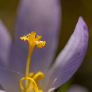 Preview wallpaper crocus, flower, petals, close-up, yellow, lavender