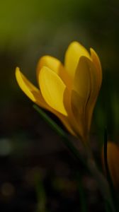 Preview wallpaper crocus, flower, petals, plant, macro, yellow