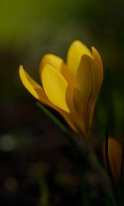 Preview wallpaper crocus, flower, petals, plant, macro, yellow