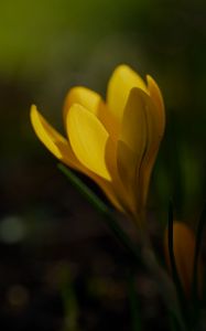 Preview wallpaper crocus, flower, petals, plant, macro, yellow