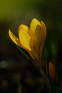 Preview wallpaper crocus, flower, petals, plant, macro, yellow