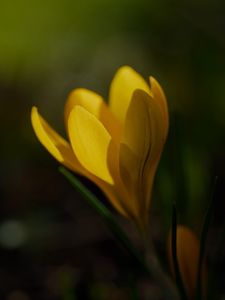 Preview wallpaper crocus, flower, petals, plant, macro, yellow