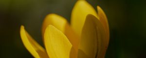 Preview wallpaper crocus, flower, petals, plant, macro, yellow