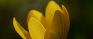Preview wallpaper crocus, flower, petals, plant, macro, yellow