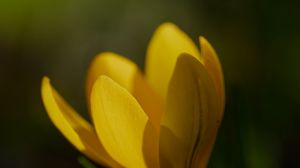 Preview wallpaper crocus, flower, petals, plant, macro, yellow