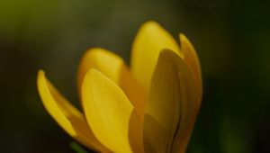 Preview wallpaper crocus, flower, petals, plant, macro, yellow