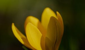 Preview wallpaper crocus, flower, petals, plant, macro, yellow