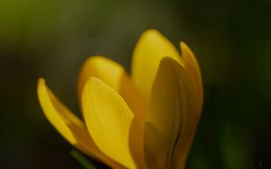 Preview wallpaper crocus, flower, petals, plant, macro, yellow