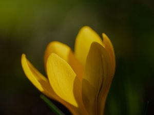 Preview wallpaper crocus, flower, petals, plant, macro, yellow