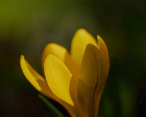 Preview wallpaper crocus, flower, petals, plant, macro, yellow