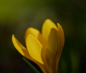 Preview wallpaper crocus, flower, petals, plant, macro, yellow