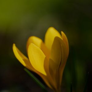 Preview wallpaper crocus, flower, petals, plant, macro, yellow