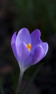 Preview wallpaper crocus, flower, petals, macro