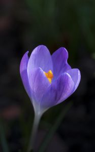 Preview wallpaper crocus, flower, petals, macro