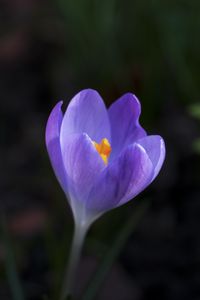 Preview wallpaper crocus, flower, petals, macro