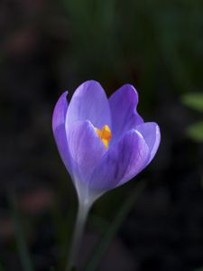 Preview wallpaper crocus, flower, petals, macro