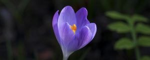 Preview wallpaper crocus, flower, petals, macro