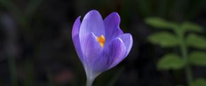 Preview wallpaper crocus, flower, petals, macro