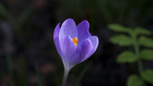 Preview wallpaper crocus, flower, petals, macro