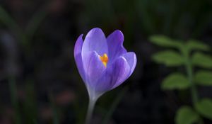 Preview wallpaper crocus, flower, petals, macro