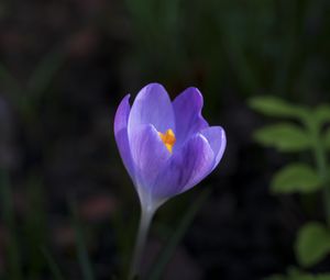 Preview wallpaper crocus, flower, petals, macro