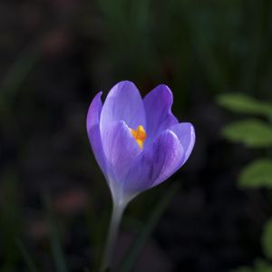 Preview wallpaper crocus, flower, petals, macro