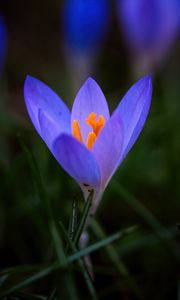 Preview wallpaper crocus, flower, petals, macro, blur