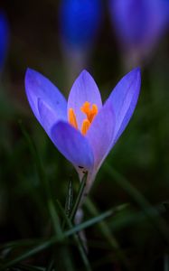 Preview wallpaper crocus, flower, petals, macro, blur