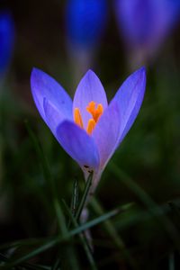 Preview wallpaper crocus, flower, petals, macro, blur