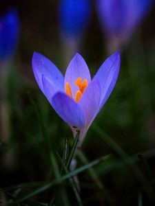 Preview wallpaper crocus, flower, petals, macro, blur